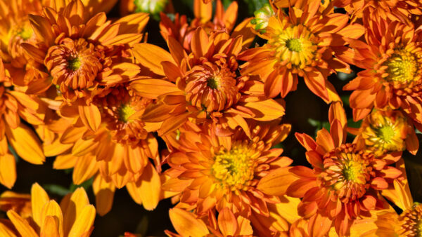 Wallpaper Flowers, Orange, Chrysanthemum, Mobile, Desktop