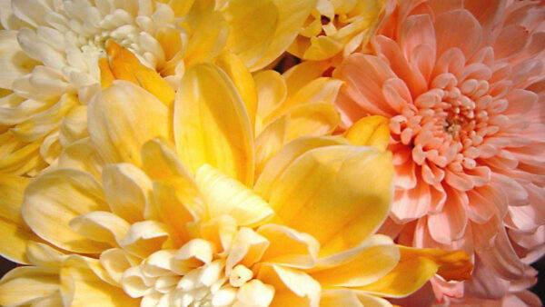 Wallpaper Orange, Desktop, Flowers, Yellow, Background, Spring