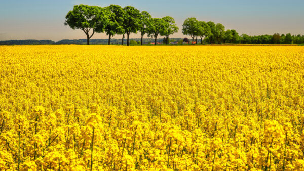 Wallpaper Yellow, Mobile, Nature, Beautiful, Blue, Trees, Flowers, Sky, Desktop, Rapeseed, Field, Background