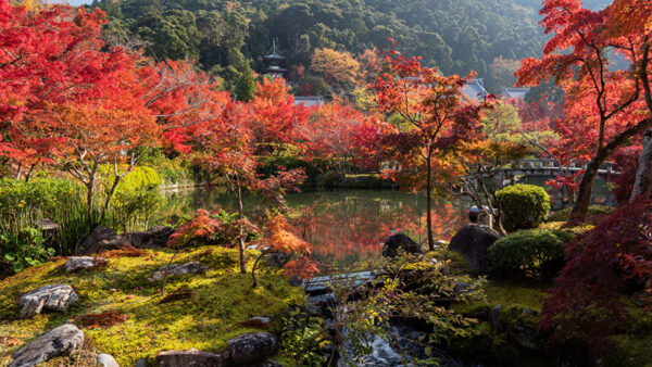 Wallpaper Trees, Plants, Daytime, Colorful, Beautiful, Scenery, During, Nature, Bushes, Pond, Autumn