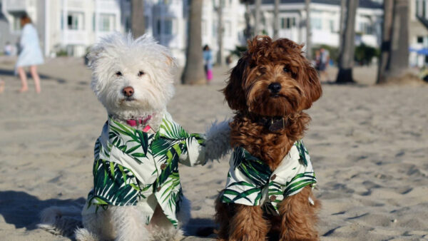 Wallpaper Dress, Brown, White, Dogs, Poodle, Dog, Sitting, With, Sand, Beach