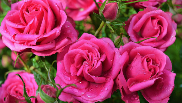 Wallpaper Petals, Drops, Buds, Flowers, Water, Rose, Pink, With, Beautiful