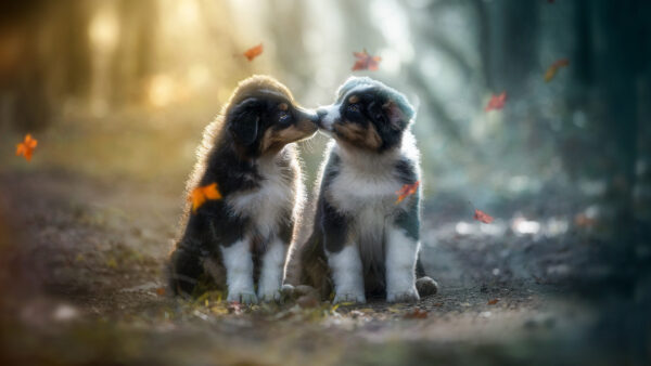 Wallpaper Dog, Sitting, Background, Cute, Puppies, Forest, Kissing, Other, Blur, Are, Two, Each