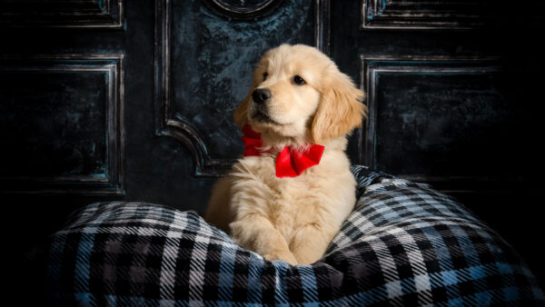Wallpaper Golden, Red, Chair, Couch, Sitting, Dog, Bow, Retriever, With
