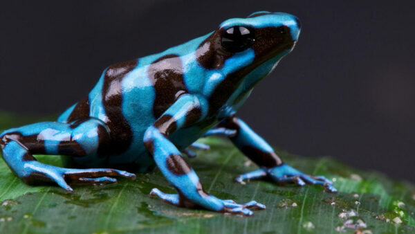 Wallpaper Poison, Dart, Most, Background, Blue, Black, Frog, Leaf, Green