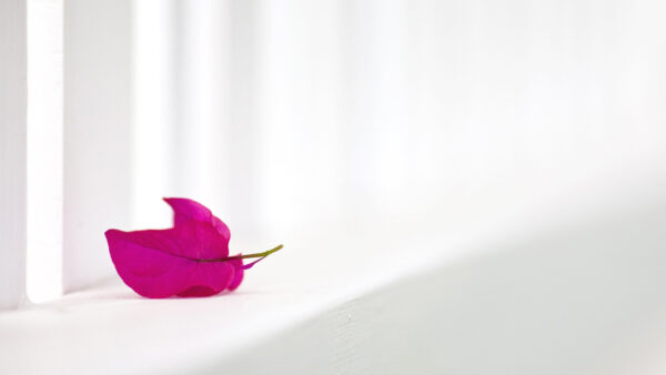 Wallpaper Petals, Background, Flower, White, Aesthetic, Pink