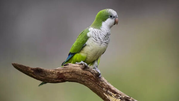 Wallpaper Bird, Parrot, Branch, Birds, White, Green, Standing, Blur, Tree, Background