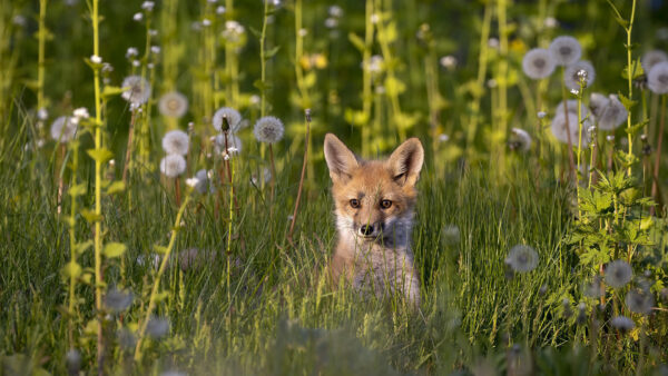 Wallpaper White, Fox, Field, Green, Standing, Background, Grass, Brown