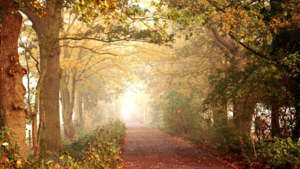 Wallpaper Green, Bushes, Plants, Trees, Fog, Dry, Nature, Leaves, With, Between, Road