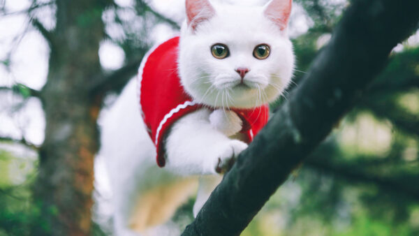 Wallpaper Cloth, Cat, Blur, White, Standing, Tree, Background, Red, With, Branch