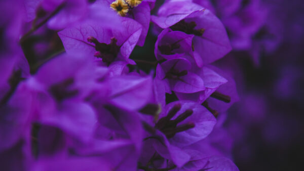 Wallpaper Background, Aesthetic, Black, Flowers, Bougainvillea, Purple