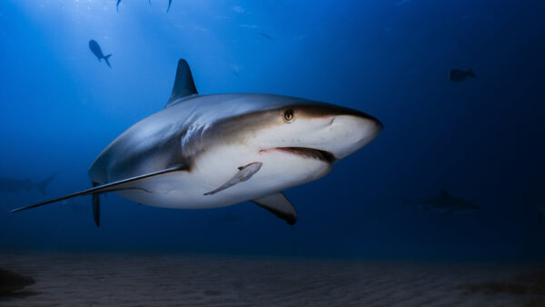 Wallpaper Shark, Underwater, Closeup, View, Sea