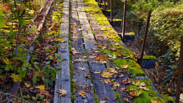 Wallpaper Planks, Wood, Leaves, Trees, Green, Bushes, Nature, Dry, Between, With