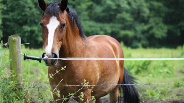 Wallpaper White, Brown, Near, Tree, Leaves, Standing, Green, Blur, Background, Horse, Black, Fence