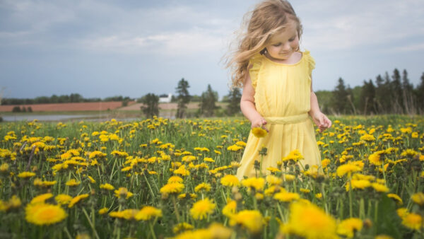 Wallpaper Wearing, Cute, Girl, Yellow, Little, Flowers, Standing, Dress, Field