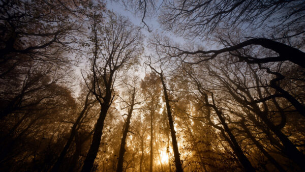 Wallpaper During, Under, Forest, Blue, View, Nature, Sunset, Worms, Eye, Sky, Trees