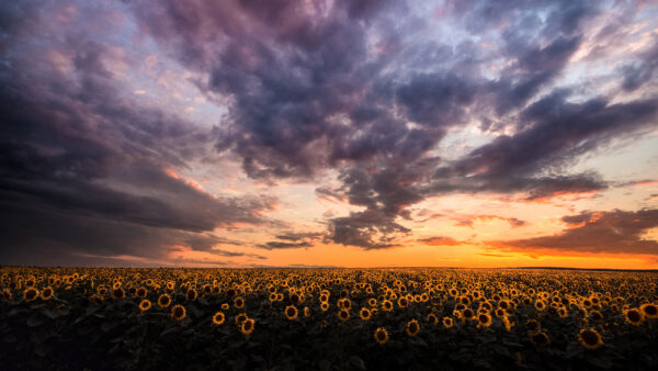 Wallpaper Blue, Under, Field, Black, Sunflowers, Yellow, Sky, Sunset, Nature, Clouds, During