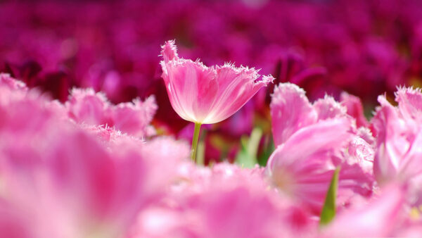 Wallpaper Flowers, Pink, Tulips, Blur, Aesthetic, Background