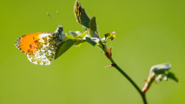 Wallpaper Orange, Butterfly, Mobile, Background, Desktop, Green, White, Design, Plant, Leaf