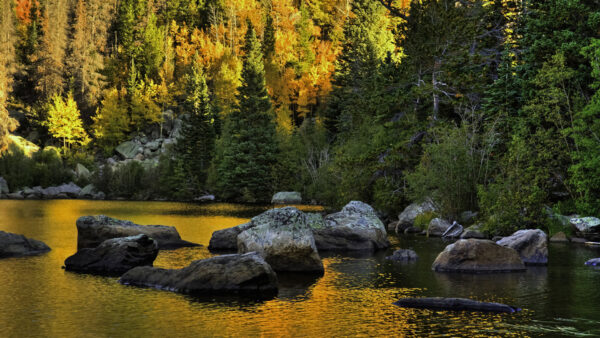 Wallpaper Green, Daytime, River, Autumn, During, Stones, Orange, Sunrays, With, Trees, Surrounded, Yellow, Leaves, Forest