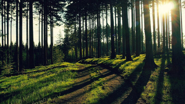 Wallpaper Background, Trees, Path, Grass, With, Green, Forest, Nature, Leafed, Sunlight