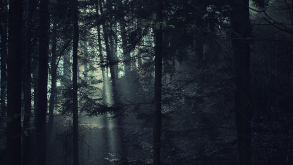 Wallpaper Dark, Background, Sunrays, Mobile, Desktop, Fog, Forest, Trees