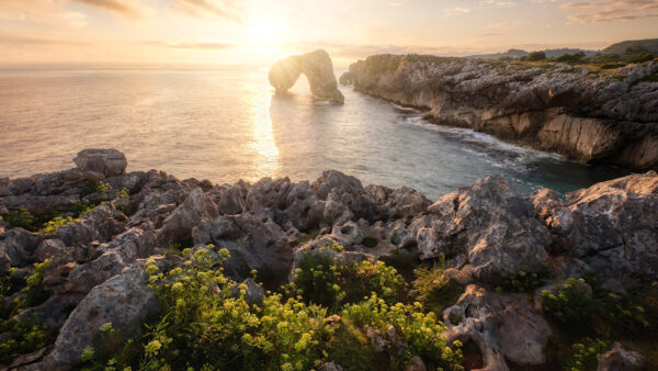 Wallpaper Leaves, Ocean, View, Nature, Green, Sunrays, Coast, Flowers, Stones, Closeup, Rocks, Yellow, Waves, Background