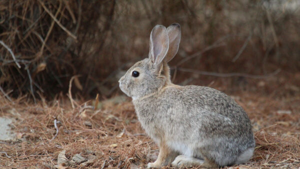 Wallpaper Forest, Closeup, View, Rabbit, Background, Blur