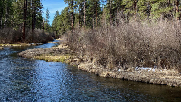 Wallpaper Blue, Daytime, Forest, Shore, River, Plants, Dry, During, Sky, Trees, Nature, Bushes, Under