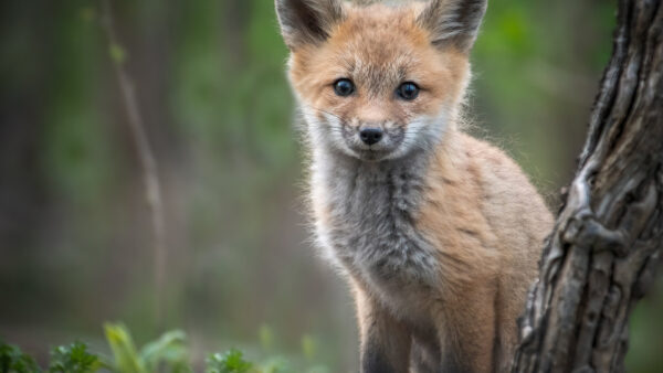 Wallpaper Brown, Cub, Fox, Background, Blur, Forest
