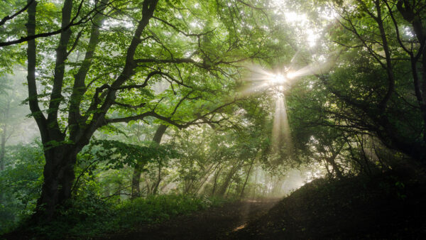 Wallpaper During, Leaves, Desktop, Green, Forest, Through, Daytime, Sunlight, Nature, Passing, Mobile