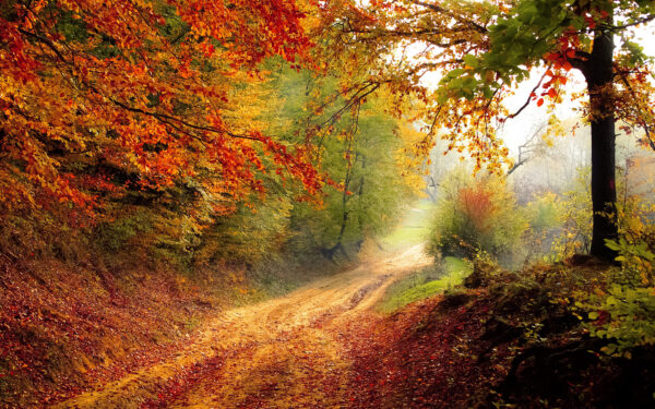 Wallpaper Road, Autumn, Beautiful