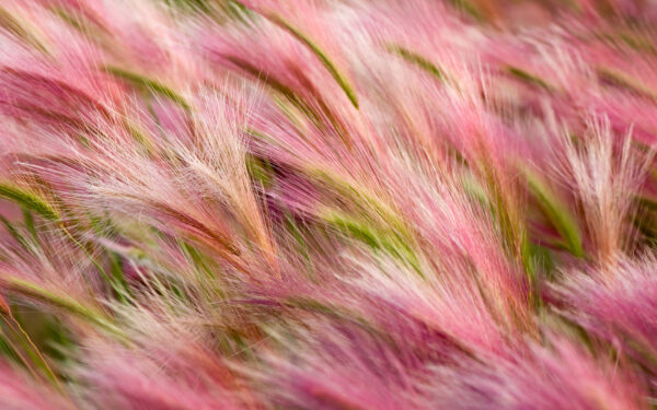Wallpaper Foxtail, Barley