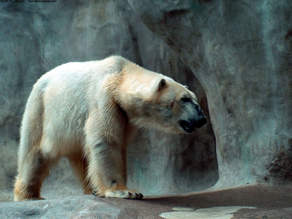 Wallpaper Polar, Bear