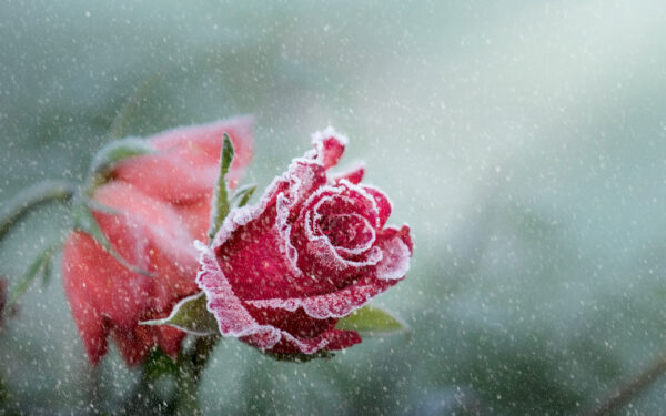 Wallpaper Frost, Snowfall, Rose