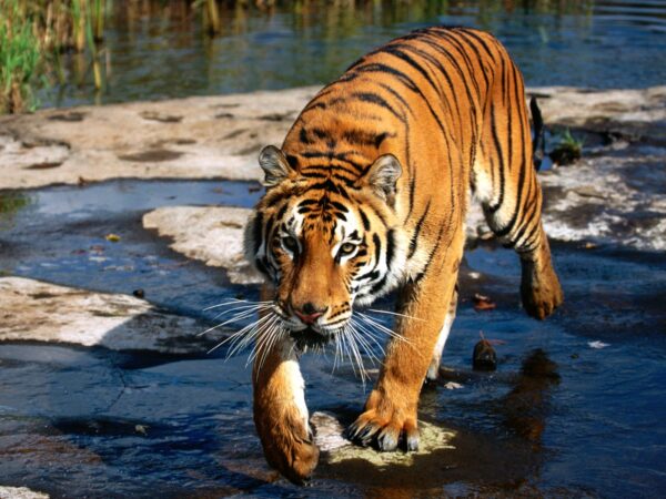 Wallpaper Tiger, Prowler,, Bengal