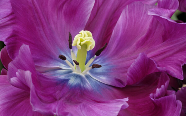 Wallpaper Tulip, Purple, Close