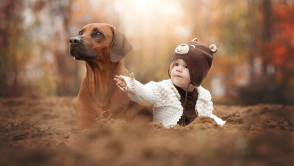Wallpaper 4k, Dog, Animals, Hat, Baby