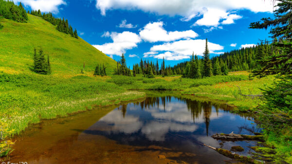 Wallpaper Trees, Reflection, Nature, Desktop, Surrounded, And, With, Cloudy, Meadow, Lake, Mobile, Sky, Blue