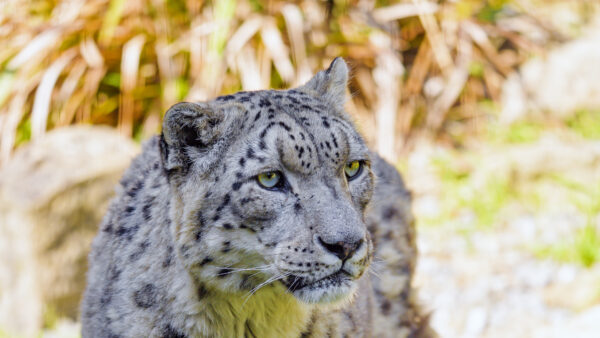 Wallpaper Desktop, Photo, Animals, Closeup, Background, Leopard, Snow, Predator, Big, Cat, Blur