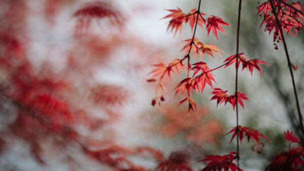 Wallpaper Branches, Desktop, Background, Maple, Nature, Blur, Mobile, Leaves, Red