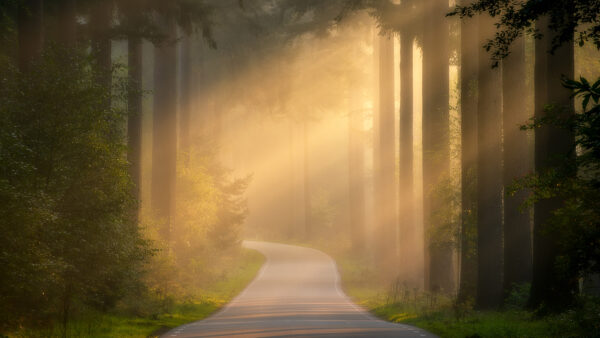 Wallpaper Covered, Fog, Between, Forest, Path, Nature