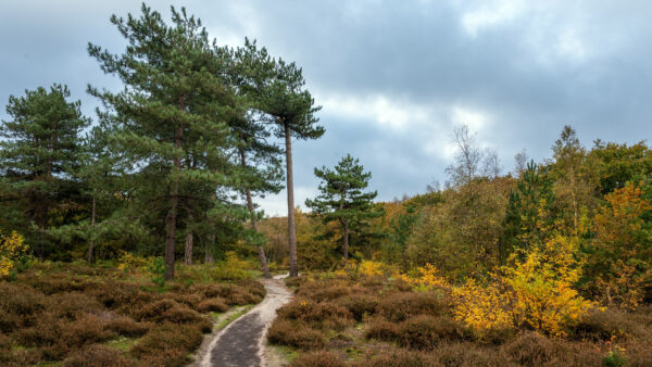 Wallpaper Under, Mobile, Pathway, And, Between, Bush, Desktop, Trees, Nature, Cloudy, Sky