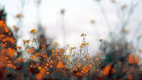 Wallpaper Aesthetic, Orange, Flowers, Blur, Desktop