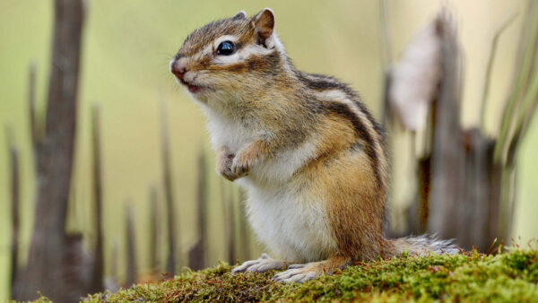 Wallpaper Grass, Chipmunk, Squirrel, Desktop, Green, Rodent, Standing