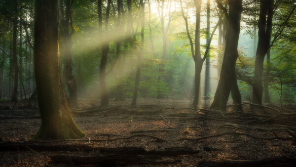 Wallpaper Sunrays, Forest, With, Nature