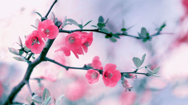 Wallpaper Flowers, Branches, With, Leaves, Small, Desktop, Pink, Spring