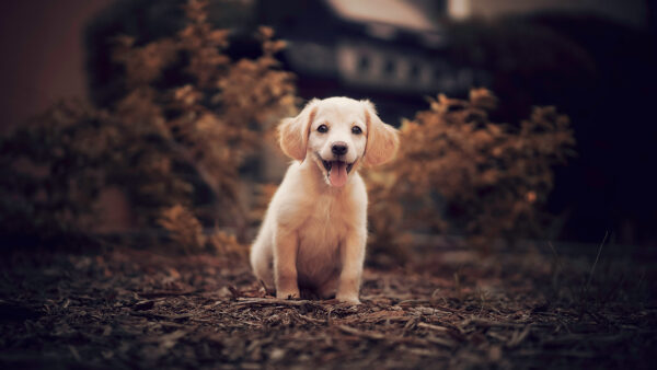 Wallpaper Blur, Golden, Background, Baby, Mobile, Desktop, Tongue, Out, Dog, Sitting, Retriever, With