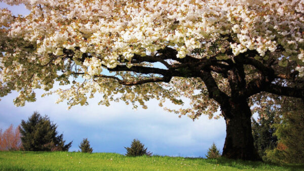 Wallpaper Sky, Background, White, Blue, Covered, Flowers, Desktop, Under, Blossom, Spring, Tree