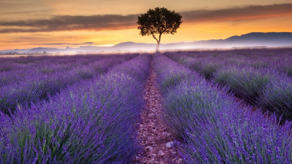 Wallpaper Purple, Flowers, Lavender, Sunset, Field, Mobile, Spring, Desktop